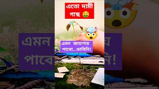 এতো দামী গাছ এমন জায়গায় পেলাম🤯🤑planthuntflowerplants freehibiscusplantsforbeginnersgardening [upl. by Thordia]