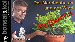 Bonsai 202413  Rotbuche  Fagus Sylvatica  der Märchenbaum und der Wind [upl. by Eachern]