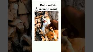 Kullu nafsin zaikatul maut quran Abdul Rahman Mossad quran youtubeshorts viralvideo [upl. by Noland]