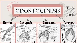 Odontogénesis paso a paso  Desarrollo del diente  OdontologiaconCri [upl. by Browning]