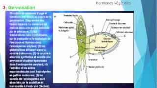 S5 Croissance et développement des plantes  Roles des hormones II 44 [upl. by Rosario]