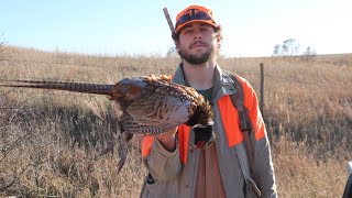 Kansas Pheasant Season Opener 2023  Rooster Beatdown  🪶 [upl. by Saxela644]