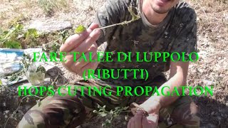 Come fare nuove piante di Luppolo Propagazione per TaleaCloning Hops from Cuttings Propagation [upl. by Luigino]