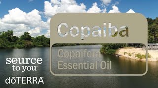 doTERRA Copaiba Essential Oil [upl. by Aseeram]