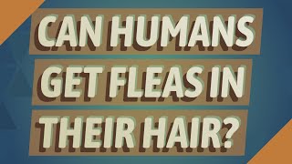 Can humans get fleas in their hair [upl. by Gilroy165]