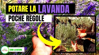 Lavanda  Come Potare La LAVANDA [upl. by Cheatham]