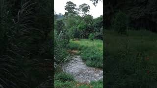 💦🌿 ASMR Relaxing Water Sounds 🍀 Trickling Water Stream amp Birdsong 🦜🕊️🦉 asmrnature watersounds [upl. by Dj]