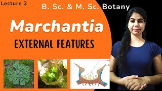 Marchantia  External Features  in Hindi  Botany  B Sc amp M Sc [upl. by Tonry]