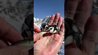 Adorable Baby Penguins in the Arctic penguin tiny cute [upl. by Lemkul156]