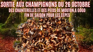 Sortie au champignons du 26 octobre 2024  fini les cèpes place au chanterelles et pieds de moutons [upl. by Eidda215]