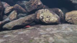 Stiphodon caeruleus 3 Micronesia Pohnpei Island July 2016 [upl. by Viveca]