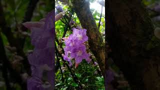 Strobilanthes callosa  Witness rare 7year blossom in full glory [upl. by Trebleda]