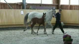 CalifaxAriadus colt  2012 for sale [upl. by Shutz250]