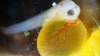 Toadfish Eggs Hatching Baby Fish [upl. by Berke]