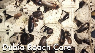 How to Breed Dubia Roaches [upl. by Luapleahcim491]