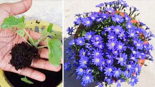 how to grow cineraria winter flower plant from seeds  winter flowers gardening4u11 [upl. by Colombi478]