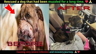 Rescuing a dog that had been muzzled for a long time causing severe infection [upl. by Llevart393]