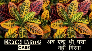 Croton winter care अब एक भी पत्ता नहीं गिरेगा croton leaf drop croton fertilizer [upl. by Eddina]