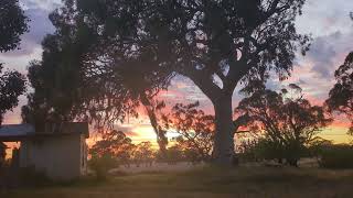 Goodmorning  Sunrise in the Wimmera Victoria Australia  Intrepids [upl. by Ramberg683]