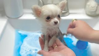 Barley Teacup Chihuahua First Bath at 10 weeks old 🐾🤍 FULL VIDEO [upl. by Marsland121]