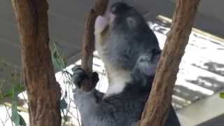 Lots of Sound No Fury Male Koala Bellows amp Mellows [upl. by Tlevesoor]