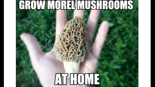 Grow Morel Mushrooms Start to Finish with Updates [upl. by Ermentrude]