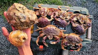 Eating Raw Scallops and Snaring Big Crab [upl. by Aynek]