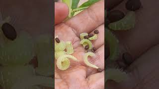 amazingfacts farming gardening botanyplantsplant biology flora amazing plants [upl. by Etselec]