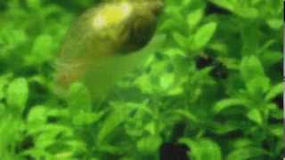 Common Pond Snail  Lymnaea peregra [upl. by Azilanna]