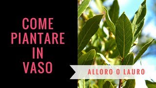 Piantine di alloro o lauro in vaso  Come invasare lalloro [upl. by Eikcim167]