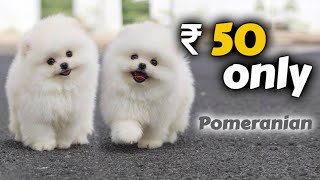 50 rs Pomeranian  Cheapest Price Pomeranian Puppies for Sale 🐶  Free Home Delivery 🏡🚚 [upl. by Relyat]