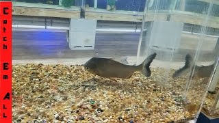 NEW PET FISH FEEDING made BLOODY MESS Aquarium Identify All Species Challenge [upl. by Guss179]