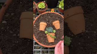 Succulent propagation 🌿succulent succulentpropagation shortsfeed youtube shorts indoorplants [upl. by Ermine587]