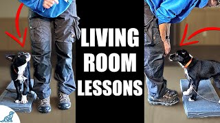 5 Puppy Training Exercises You Should Do EVERY DAY At Home  Living Room Lessons [upl. by Eecram]