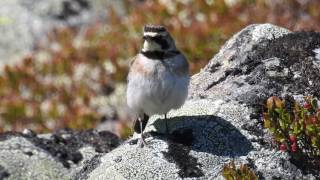 Horned Lark  Fjellerke Eremophila alpestris [upl. by Haleelahk585]