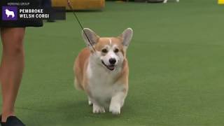 Pembroke Welsh Corgi  Breed Judging 2020 [upl. by Ecinreb]