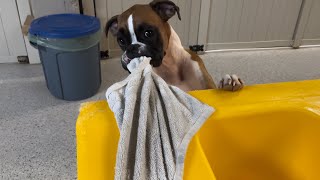 My Favorite Moments at Dog Daycare this Month JUNE [upl. by Ocramed]