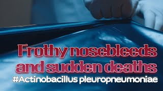 8 Frothy nosebleeds and sudden deaths  Actinobacillus pleuropneumoniae  VAC과사전 [upl. by Erdnael554]