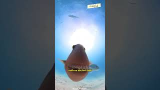 Penyelam Ini Digigit Ikan Ayam Ayam shorts triggerfish ikanayamayam [upl. by Korry]