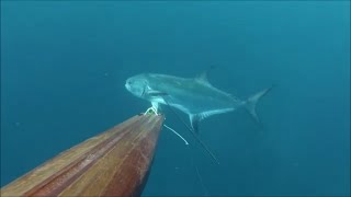 Pesca sub quotUn incontro sognato da tutti i pescasubLeccionaquot [upl. by Hgielar983]