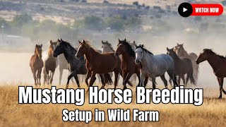 Mustang Horse Breeding Setup in Wild Farm  Western United States [upl. by Kahcztiy]