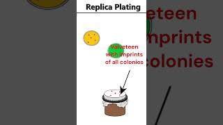 Replica Plating animation microbiology [upl. by Ardolino]