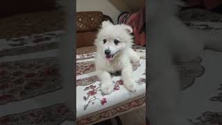 Indian Spitz dog puppy music familydog doglover cute [upl. by Aynnek]