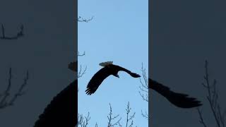 bald eagle [upl. by Akived976]