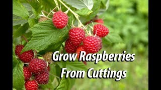 How To Grow Raspberry Bushes From Cuttings Easy and Free [upl. by Demodena]