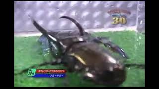 HOMARD MEXICAIN VS SCARABÉE LUCARNE combat dinsectes [upl. by Zilla]