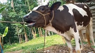 quotmooquotving videos the adorable sounds of cows and their daily life on the farm [upl. by Bollinger250]