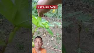 AWAS ULAT BULU GATAL [upl. by Stila92]