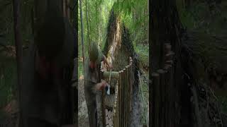 Bushcraft Adventure OfftheGrid Living A Dugout Cabin bushcraft survival shelter build shorts [upl. by Rehpotsrhc]