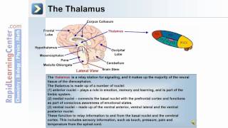 Brain and Cranial Nerves  3 of 6 [upl. by Atikim763]